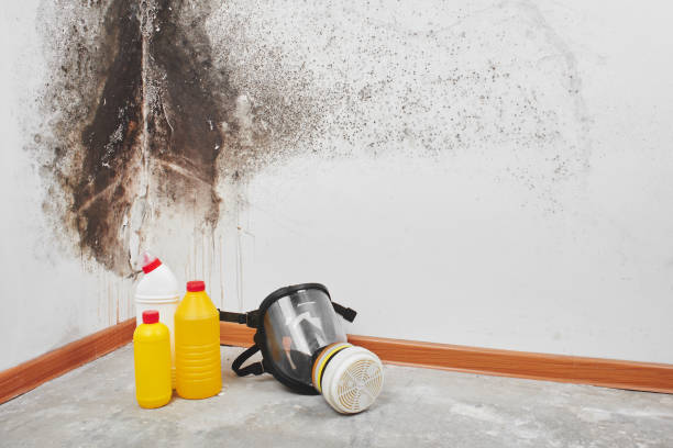 Best Mold Testing  in Hawley, PA