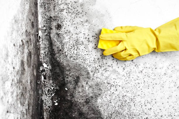 Best Emergency Mold Removal  in Hawley, PA