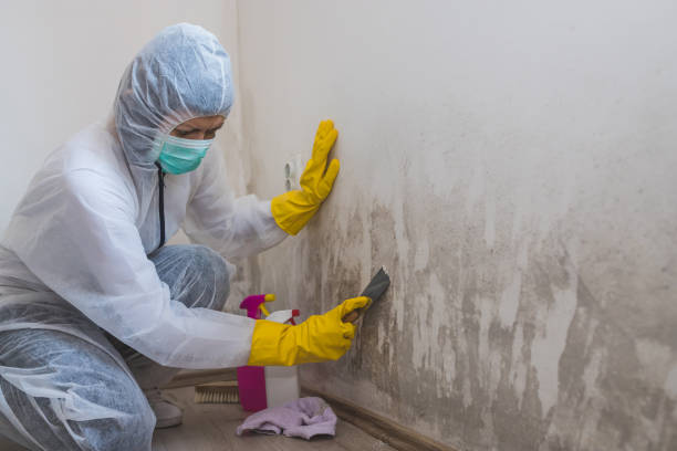 Professional Mold Removal in Hawley, PA