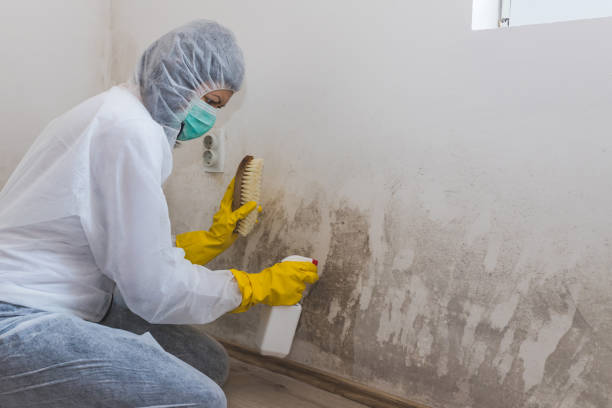Best Same-Day Mold Removal  in Hawley, PA