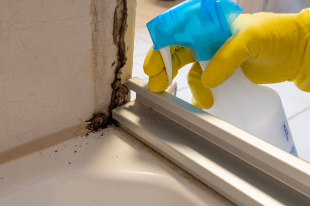 Best Attic Mold Removal  in Hawley, PA