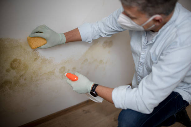 Best Local Mold Removal Service  in Hawley, PA