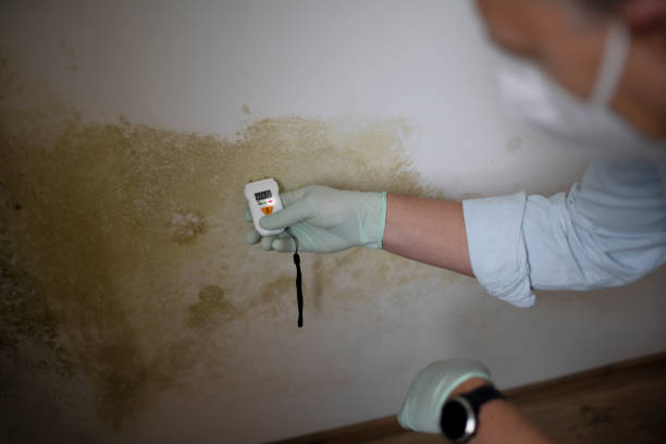 Office Mold Removal Services in Hawley, PA