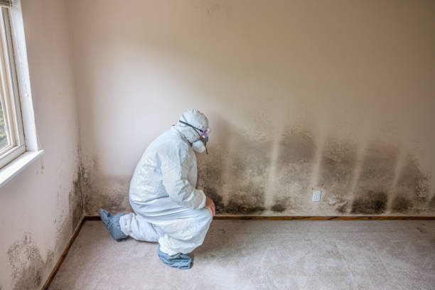 Best Fast Mold Removal  in Hawley, PA