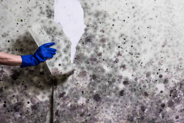 Best Mold Remediation Services  in Hawley, PA