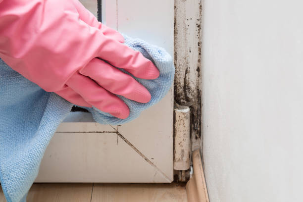 Best Affordable Mold Removal  in Hawley, PA